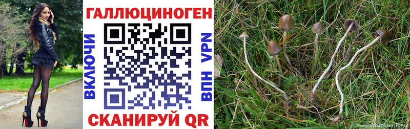 Галлюциногенные грибы MAGIC MUSHROOMS  Купить где  Чапаевск 